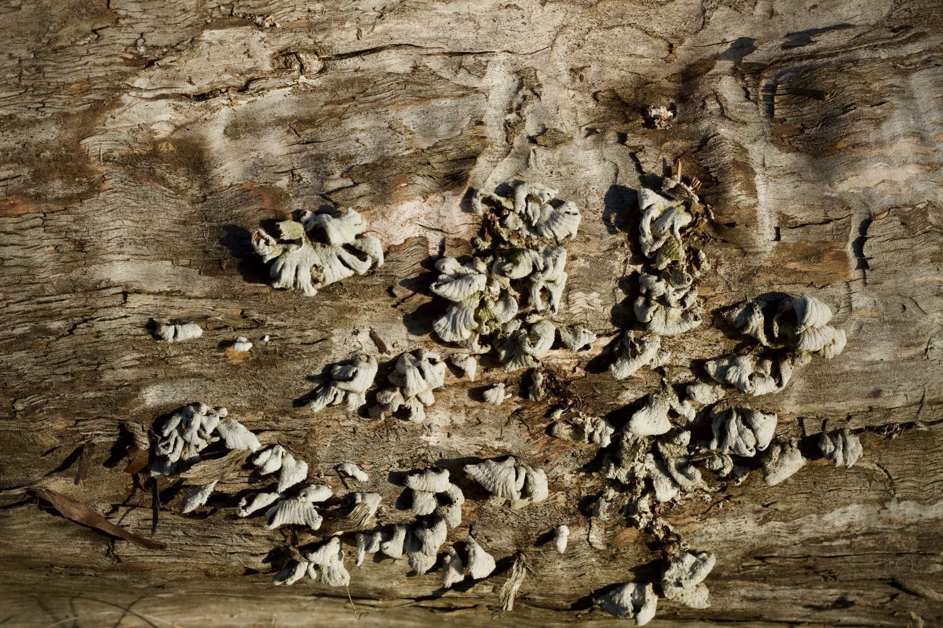 Kleine zwammen op een oud stuk hout