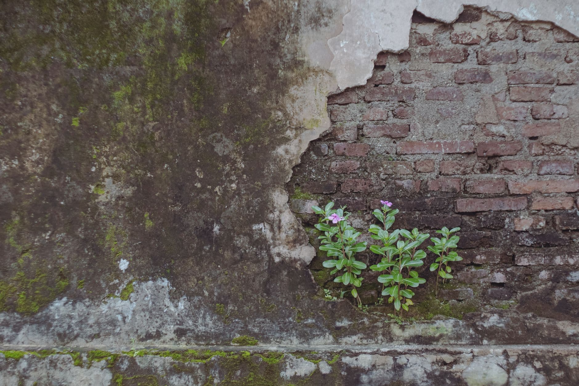 Muur met groene aanslag en afgebladderd pleisterwerk waar de baksteen bloot ligt, met roze bloeiende plantjes