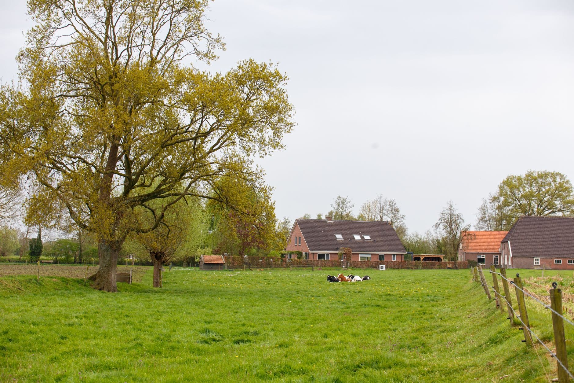 Boerderijen achter een weide met koeien en een grote boom