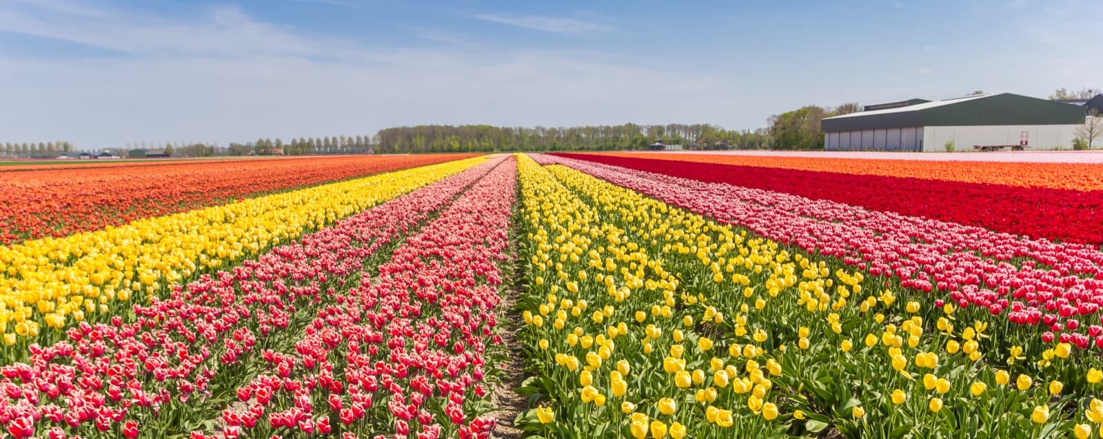 Vochtbestrijding: flevoland